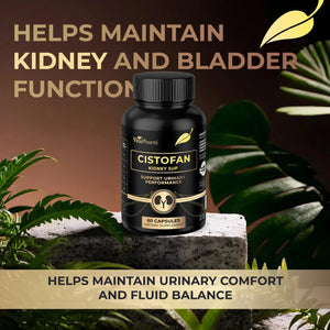 CISTOFAN Kidney Support Supplement – Herbal Formula with Java Tea, Birch Leaf, Parsley & Cranberry – Supports Urinary Tract & Kidney Function – Natural Diuresis – 60 Capsules – Non-GMO – Made in EU VitaPharmBuy Supplements Australia