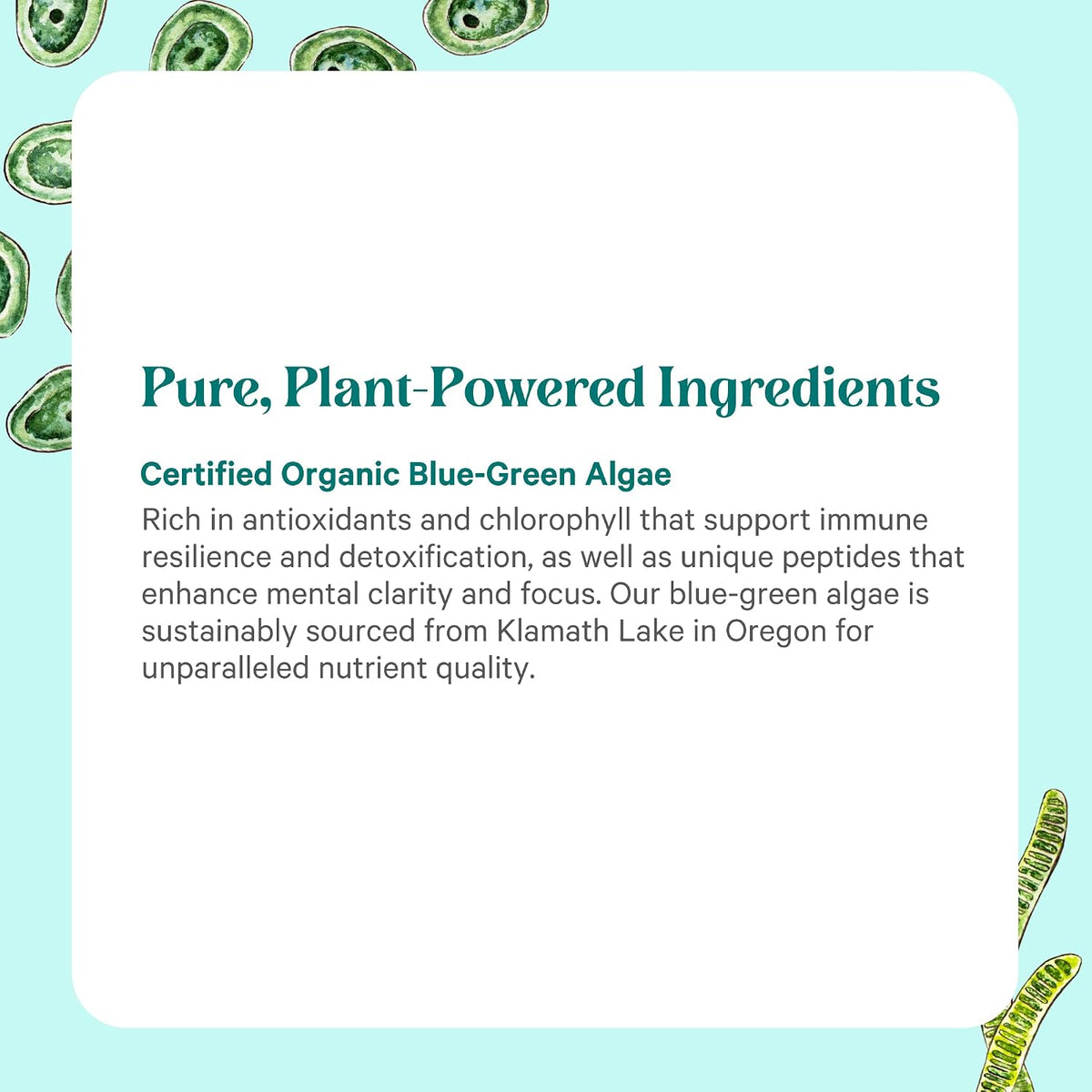 PURE SYNERGY Blue-Green Algae Capsules | Superfood with Chlorophyll | Organic Superfood Supplement from AFA Blue Green Algae | Supports Energy, Mental Clarity, and Detoxification (90 Capsules)