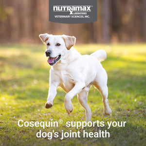 Nutramax Cosequin for Dogs Joint Health Supplement, Contains Glucosamine for Dogs, Plus Chondroitin, MSM and HA, Supports Healthy Joints, Chewable Tablets, 75 Count Nutramax LaboratoriesBuy Supplements Australia